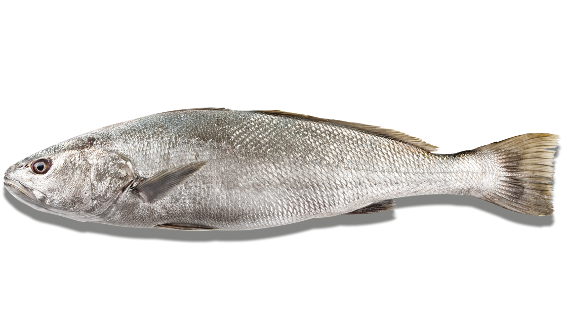 Especies grandes Corvina