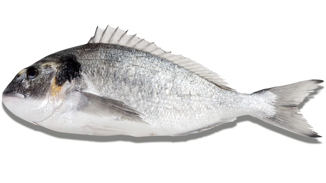 Especies grandes Dorada