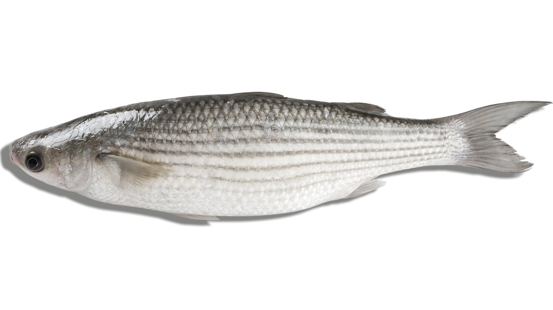 Mujol fin